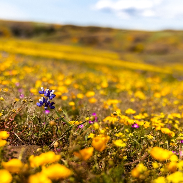 A yellow wildflower superbloom in California