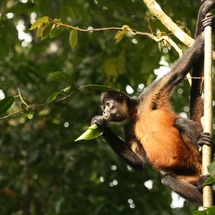 A spider monkey hangs from a tree branch in a Costa Rica national park.